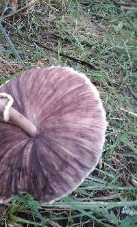 Macrolepiota clelandii image