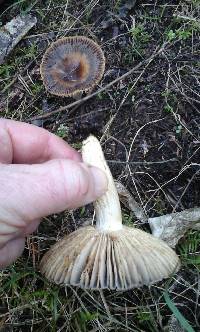 Russula novae-zelandiae image