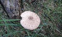 Macrolepiota clelandii image