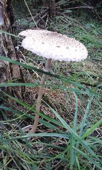 Macrolepiota clelandii image