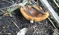 Russula novae-zelandiae image