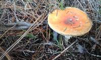 Amanita muscaria image