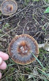 Russula novae-zelandiae image