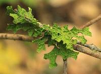 Lobaria pulmonaria image