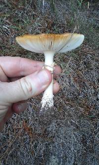 Amanita muscaria image