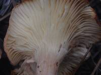 Clitocybe squamulosa image