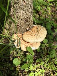 Polyporus squamosus image