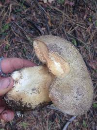 Boletus fibrillosus image