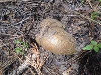 Boletus fibrillosus image