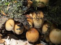 Coprinellus micaceus image