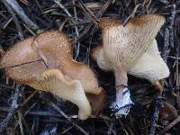 Clitocybe squamulosa image