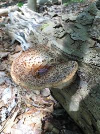 Polyporus squamosus image