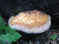 Fomitopsis pinicola image