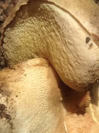 Boletus fibrillosus image