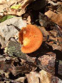 Polyporus alveolaris image