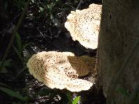Polyporus squamosus image