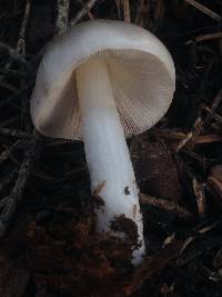 Pluteus petasatus image