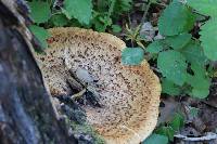 Polyporus squamosus image