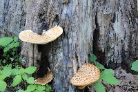 Polyporus squamosus image