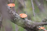 Polyporus alveolaris image