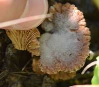 Schizophyllum commune image