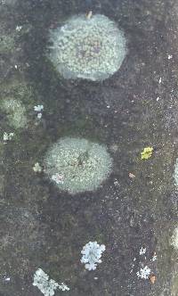 Lecanora strobilina image