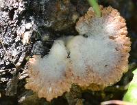 Schizophyllum commune image