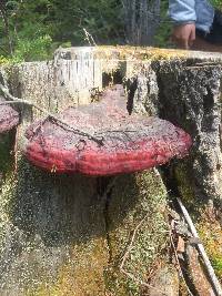 Ganoderma tsugae image