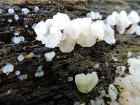 Tremella fuciformis image