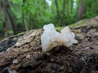 Tremella fuciformis image