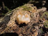 Tremella fuciformis image