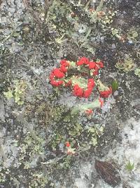 Cladonia cristatella image