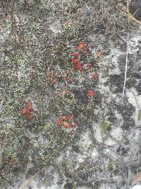 Cladonia cristatella image