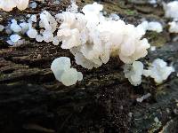 Tremella fuciformis image