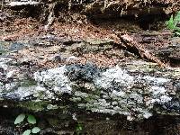 Tremella fuciformis image