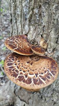 Polyporus squamosus image