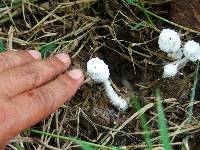 Leucocoprinus cepistipes image