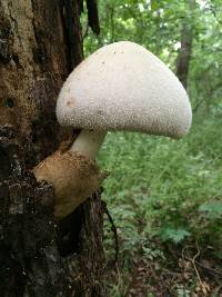 Volvariella bombycina image