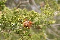 Gymnosporangium juniperi-virginianae image