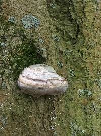 Fomes fomentarius image