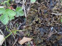 Peltigera canina image