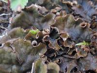 Peltigera canina image