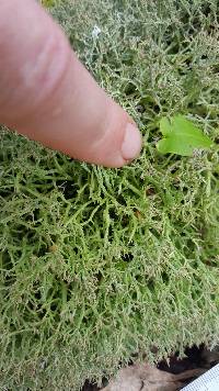 Cladonia furcata image