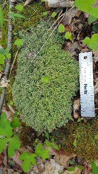 Cladonia furcata image