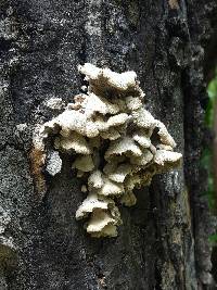 Schizophyllum commune image