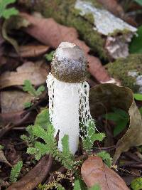 Phallus indusiatus image