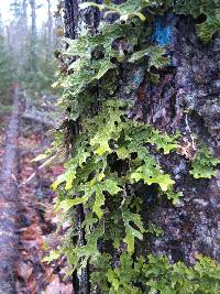 Lobaria pulmonaria image