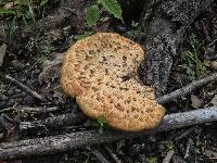 Polyporus squamosus image