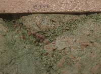 Baeomyces heteromorphus image