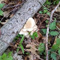 Pleurotus ostreatus image